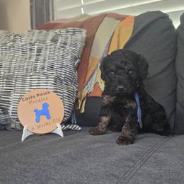 Rocket - Phantom male Poodle puppy in Plainfield, New Jersey from Caris Paws Poodles and Labradoodles