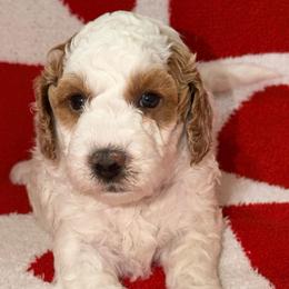 Lumiere - Parti male Goldendoodle puppy in Beecher, Illinois from Erica’s Doodles