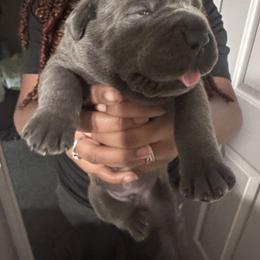 Cane Corso Puppies from AK&J Kentucky Corsos