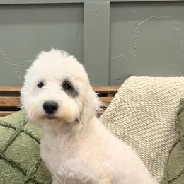 Lucy - Sheepadoodle