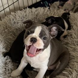 Boston Terrier Puppies from Boston Terrier Besties