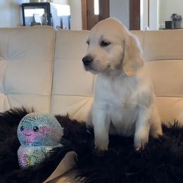 Jake - Light golden male Golden Retriever puppy in Ennis, Texas from Amberidge Golden Retrievers