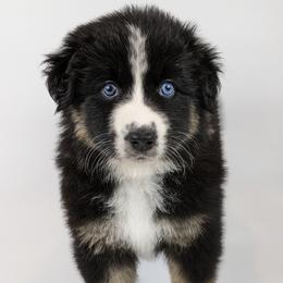 Australian Shepherd Puppies from MilkyWay Aussies with Tails