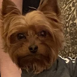 Abel - Yorkshire Terrier