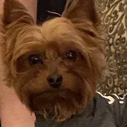 Abel - Yorkshire Terrier