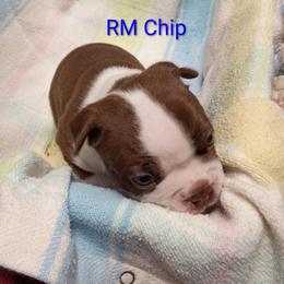 Sergeant - Black and white male Boston Terrier puppy in Mesa, Arizona from Lehi Valley Boston Terriers