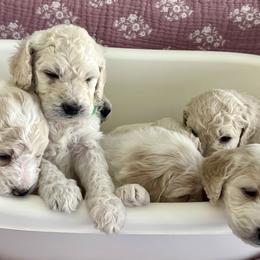 Goldendoodle Puppies from Hani's family
