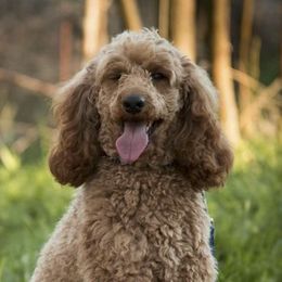 Poodles from Waco Poodles