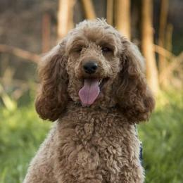 Poodles from Waco Poodles