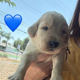 Mr. Blue - Light golden male Golden Retriever puppy in Yucaipa, California from Golden Kennel Breeders