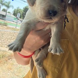 Mr. Blue - Light golden male Golden Retriever puppy in Yucaipa, California from Golden Kennel Breeders