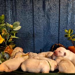 Yellow Collar - Light golden female Golden Retriever puppy in El Campo, Texas from Starlight Goldens