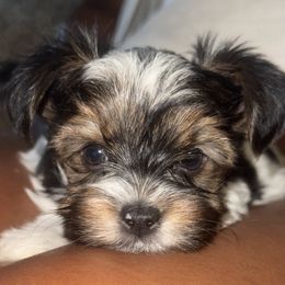 Chunk Chunk Jr. - Parti male Yorkshire Terrier puppy in Phoenix, Arizona from Xclusive Petz