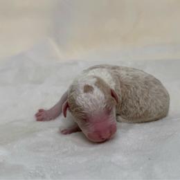 Teddy - Brown and white male Sheepadoodle puppy in Los Angeles, California from Exquisite Doodles