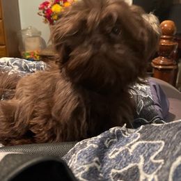 Shih Tzus from Donna M Swain's Shih Tzus