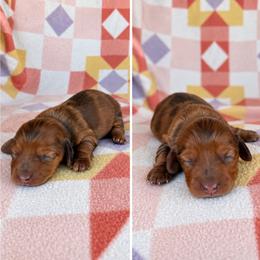 Girl 1 - Dapple female Dachshund puppy in Oklahoma from Red Oak Long Dogs