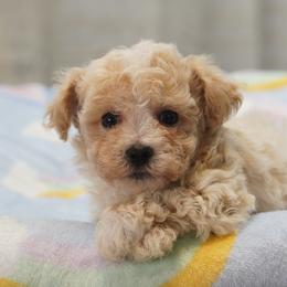 Cosmo - Apricot male Maltipoo puppy in Oakland, Kentucky from Imperial Dogs
