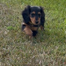 Yellow collar female - Black and tan female Dachshund puppy in Maurice, Louisiana from Hart Dachshunds