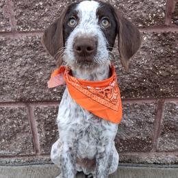 Boy 3 - Liver and white male German Wirehaired Pointer puppy in Potosi, Wisconsin from Point and Flush Gun Dogs