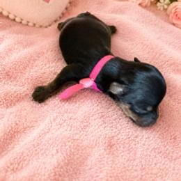 Pixie - Chocolate, tan and white female Yorkshire Terrier puppy in Marysville, Washington from Nina