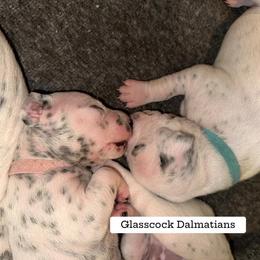 Dalmatian Puppies from Glasscock Dalmatians
