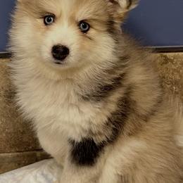 Girl 1 - Merle female Pomsky puppy in Leesburg, Virginia from Capital Pomsky