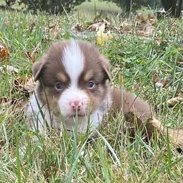Coral - Red tri female Miniature Australian Shepherd puppy in California, Kentucky from Sonlight Ridge Aussies