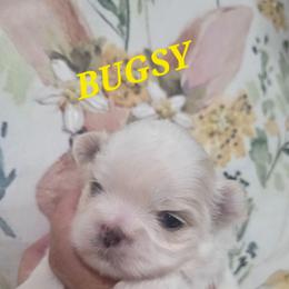 Bugsy - Gold and white male Shih Tzu puppy in Molino, Florida from 1st Passion Shih Tzus