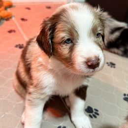 Versace - Red merle Australian Shepherd puppy in Monroe, North Carolina from Dreamland Aussies & Poodles
