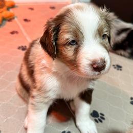 Versace - Red merle Australian Shepherd puppy in Monroe, North Carolina from Dreamland Aussies & Poodles