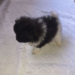 Boy 4 - Black parti male Pomeranian puppy in Tabor City, North Carolina from Southern Palmetto Pomeranians