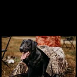 Labrador Retriever All Grown Up from Wicked Flyer Retrievers