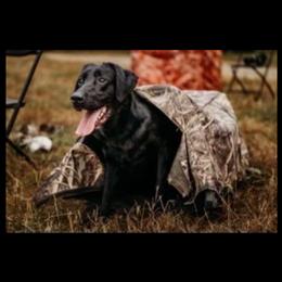 Labrador Retriever All Grown Up from Wicked Flyer Retrievers