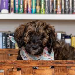 Bernedoodle and Cavapoo Puppies from Positively Doodles