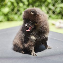 Pomeranian Puppies from Abbapoola Poms