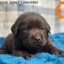 Orange collar - Chocolate male Labrador Retriever puppy in Beaverdam, Virginia from Riverside Sunset Labrador Retrievers