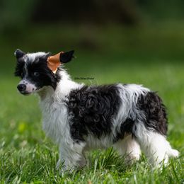 Chinese Crested Puppies from Qilin Chinese Crested