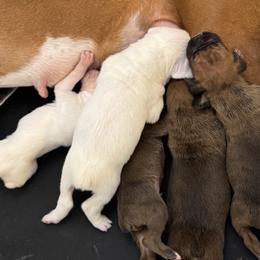Boxer puppies from La Mer Boxers