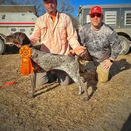 Addie - German Shorthaired Pointer
