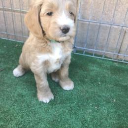Goldendoodle Puppies from Golden Law Kennels