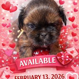 Yellow boy - Red male Shih Tzu puppy in Berkeley Springs, West Virginia from Sandridge Shih Tzus