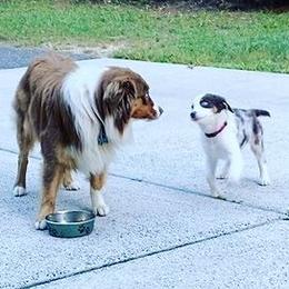 Miniature Australian Shepherds from My Girls Aussies NJ
