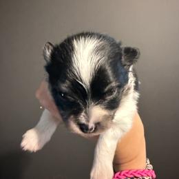 Male - Black and tan parti male Pomeranian puppy in Success, Missouri from Sweet Success