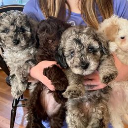 Assorted Doodle Crosses, Bernedoodle, Cockapoo, Labradoodle, and Sheepadoodle Puppies from Greenview Puppies