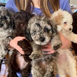 Assorted Doodle Crosses, Bernedoodle, Cockapoo, Labradoodle, and Sheepadoodle Puppies from Greenview Puppies