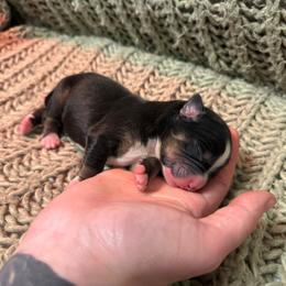 Chippy - Black tri-color male Australian Shepherd puppy in Altmar, New York from E&C Australian Shepherds