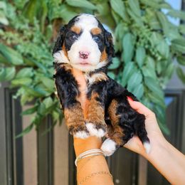 McCartney - Tri-color male Bernedoodle puppy in Moses Lake, Washington from Macy Meadows Doodles
