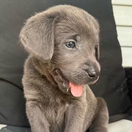 Yellow- Charcoal Female - Charcoal female Dilute Retriever puppy in Marion, Illinois from Summer Lovin’ Labradors of Southern Illinois