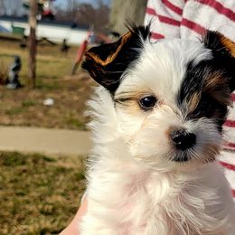 Clover - Parti Yorkshire Terrier puppy in Clarksburg, Indiana from Hidden Gems Parti Yorkies