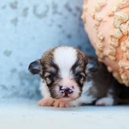 Jackalope - Fawn male Pembroke Welsh Corgi puppy in Mona, Utah from Sorensen Corgis